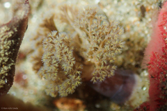 Themiste pyroides