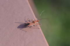 Cutocoris russatus