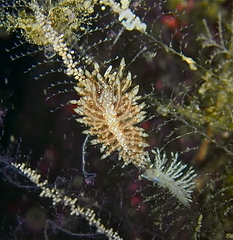 Eubranchus vittatus