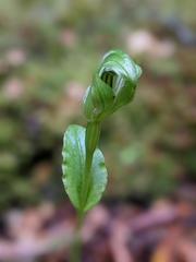 Pterostylis scabrida