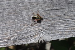 Polistes dominula
