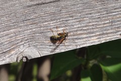 Polistes dominula