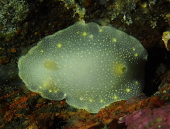 Cadlina laevis