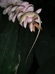Anolis nebulosus