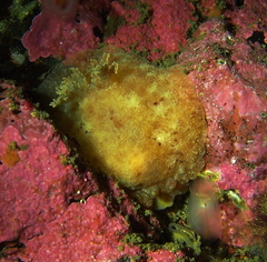Geitodoris planata