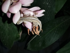 Anolis nebulosus