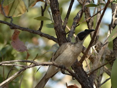 Philemon argenticeps