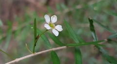 Sannantha pluriflora