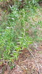 Sannantha pluriflora
