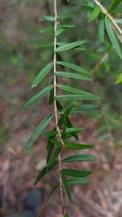 Sannantha pluriflora