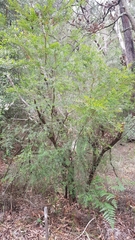 Sannantha pluriflora