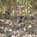 Top End Rainbow Pitta - Photo (c) Marie Tarrant, some rights reserved (CC BY-NC), uploaded by Marie Tarrant