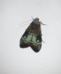 Heteromicta tripartitella