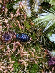 Notolioon gemmatus