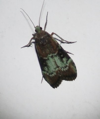 Heteromicta tripartitella