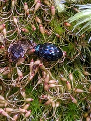 Notolioon gemmatus