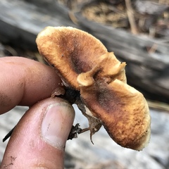 Polyporus mcmurphyi