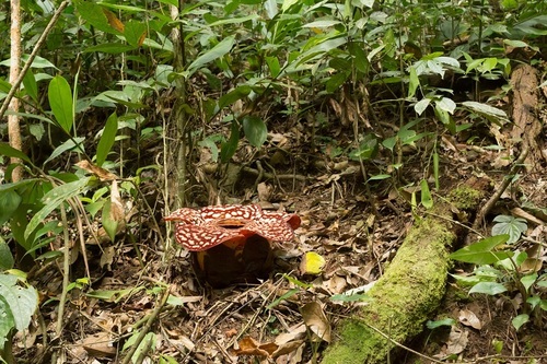 Rafflesia pricei (Rafflesia pricei)
