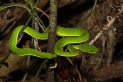 Trimeresurus sabahi