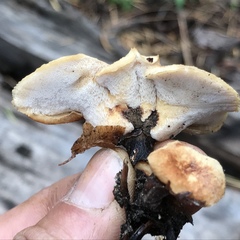 Polyporus mcmurphyi