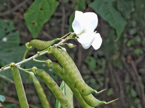 Tephrosia candida