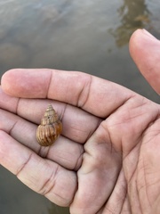 Nassarius nodiferus