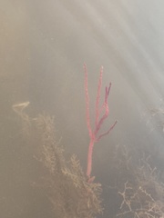 Pseudopterogorgia