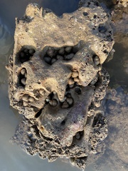 Euchelus asper