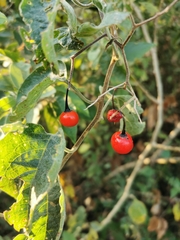 Solanum dulcamaroides
