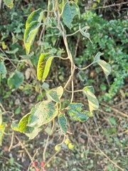 Solanum dulcamaroides