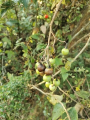 Solanum dulcamaroides