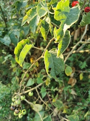 Solanum dulcamaroides