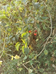 Solanum dulcamaroides