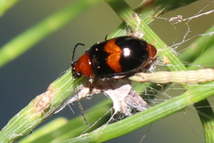 Monolepta rubrofasciata