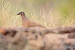 Petrophassa albipennis