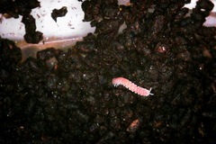 Pyrgodesmidae