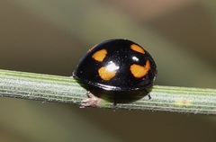 Orcus nummularis