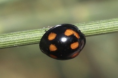 Orcus nummularis