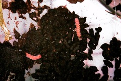 Pyrgodesmidae