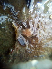 Amphipholis squamata