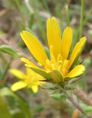 Gorteria piloselloides