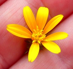 Gorteria piloselloides