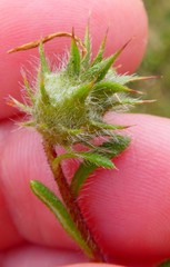 Gorteria piloselloides