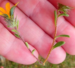 Gorteria piloselloides