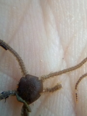 Amphipholis squamata