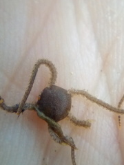 Amphipholis squamata