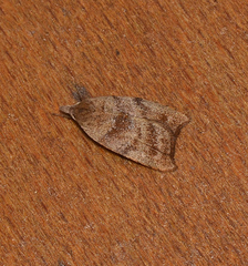 Tortricopsis euryphanella