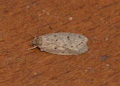 Stictochila delosticta