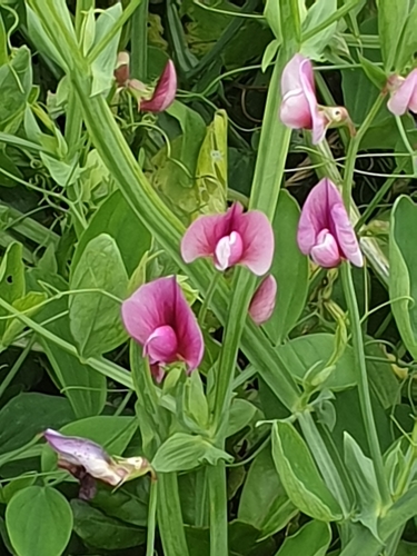 Tangier Pea