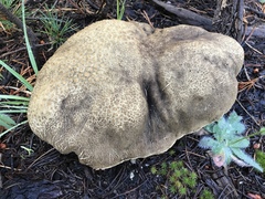 Caloboletus frustosus